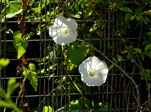 Bindweed Fence