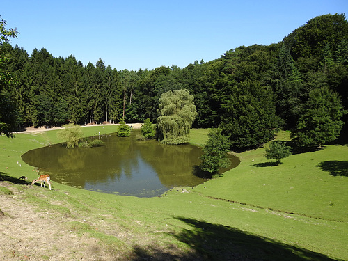 Teich im Wildpark