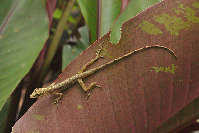 Lizard IMG_6796