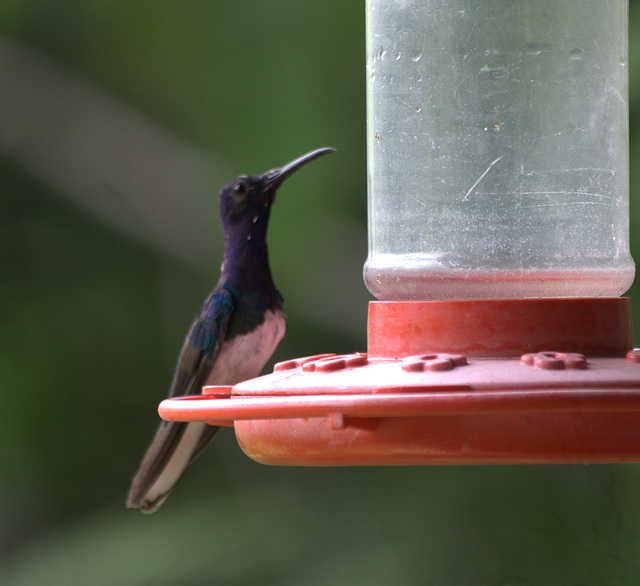 IMG_8290hummingbird