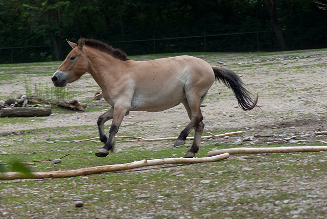 Tierpark Hellabrunn