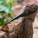 Hammerkop