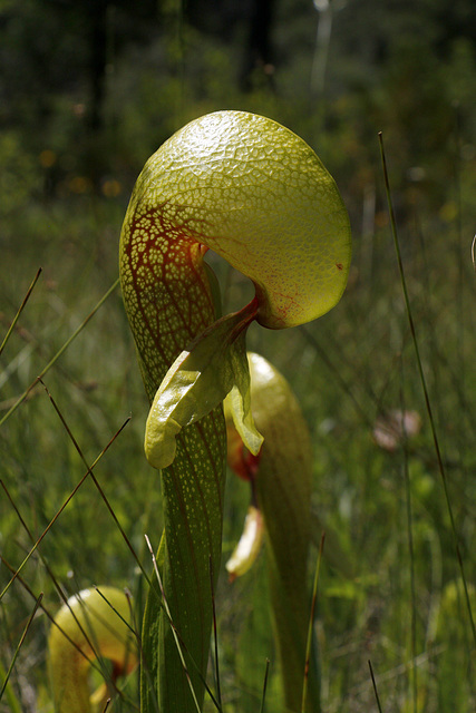 Cobra Lily