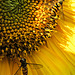 20150706 028PSw [D~RI] Sonnenblume, Gelbbein-Wiesenschwebfliege, Hainschwebfliege [Winterschwebfliege], Rinteln