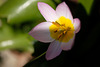 DSCF6445