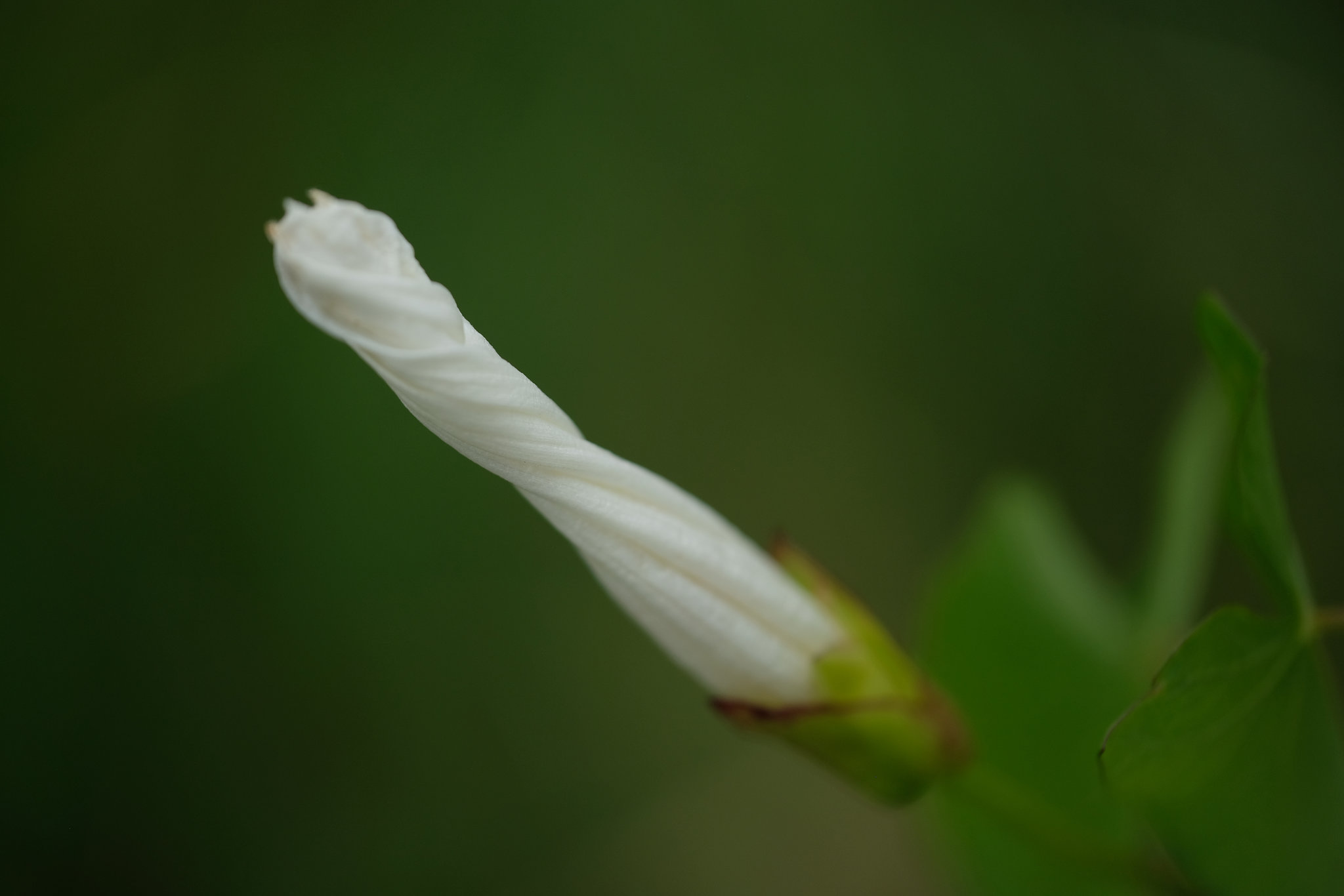 DSCF2582