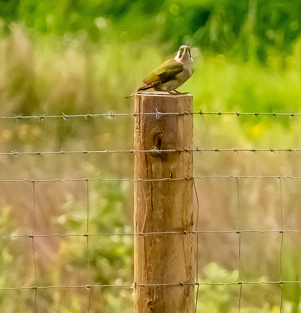 Green woodpecker