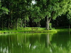 Grüne Stunde am Teich