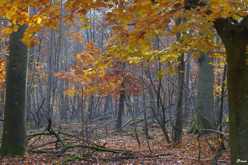 Forêt de Chantilly
