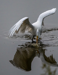 Great white egret fishing