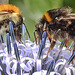 20220710 1405CPw [D~LIP] Kugeldistel, Ackerhummel (Bombus pascuorum), Dunkle Erdhummel (Bombus terrestris), Bad Salzuflen