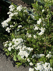 SpireaBridalWreathApril2025