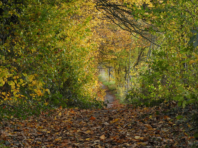 our forest