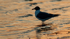 Laughing Gull at Sunset