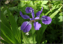 Iris tectorum forme géante (4)