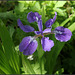 Iris tectorum forme géante (4)