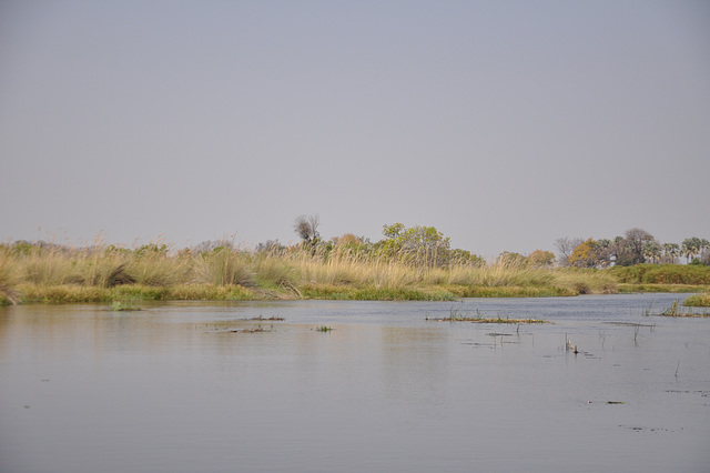 Tra la kanaloj de Okavango-Delto