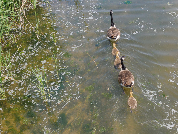 Swimming in line