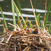 Coot chicks at the Great Pool in Himley Estate, October 2011