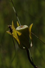 Cobra Lily Seed Pod