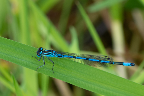 Azure Bluet-DSA0319