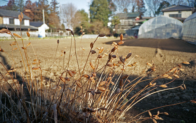 Dry plants