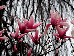 Le printemps... malgré tout