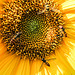 20150706 029PSw [D~RI] Sonnenblume, Gelbbein-Wiesenschwebfliege, Hainschwebfliege [Winterschwebfliege] (Episyphus balteatus), Rinteln