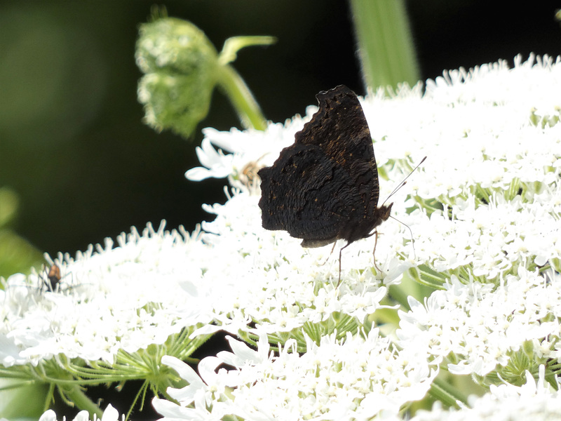 Schmetterling