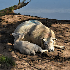 Mother and baby - Sheep!!