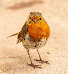 Robin