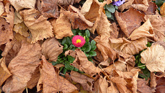 Bellis im Herbst