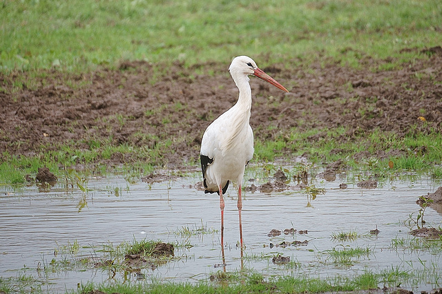 Storch auf nasser Wiese II