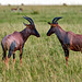 Leierantilope - Masai Mara National Reserve