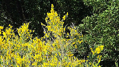 Broom Blooming.