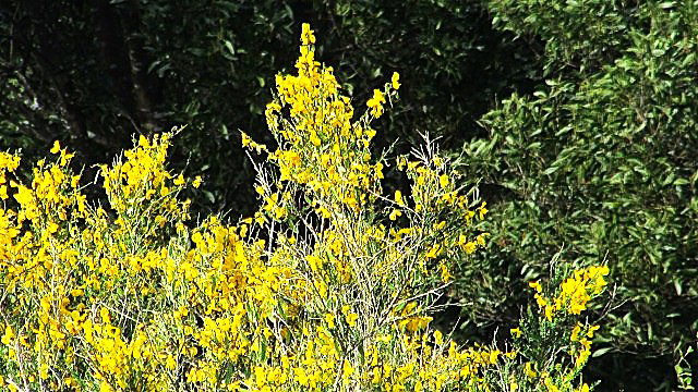 Broom Blooming.