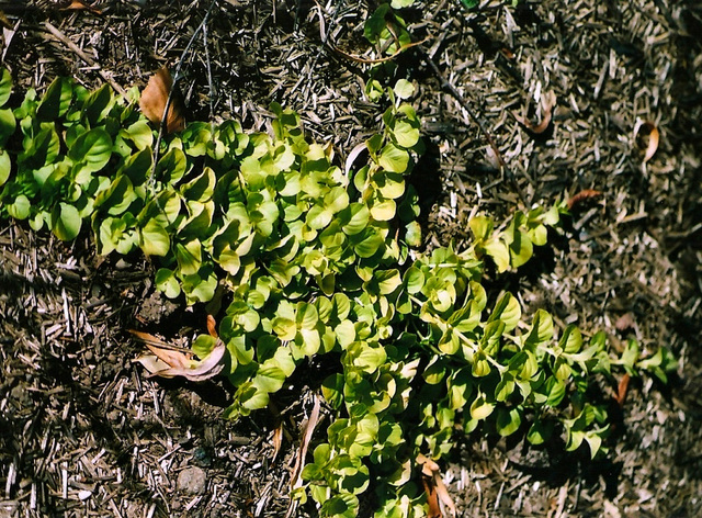 Lysimachia nummularia