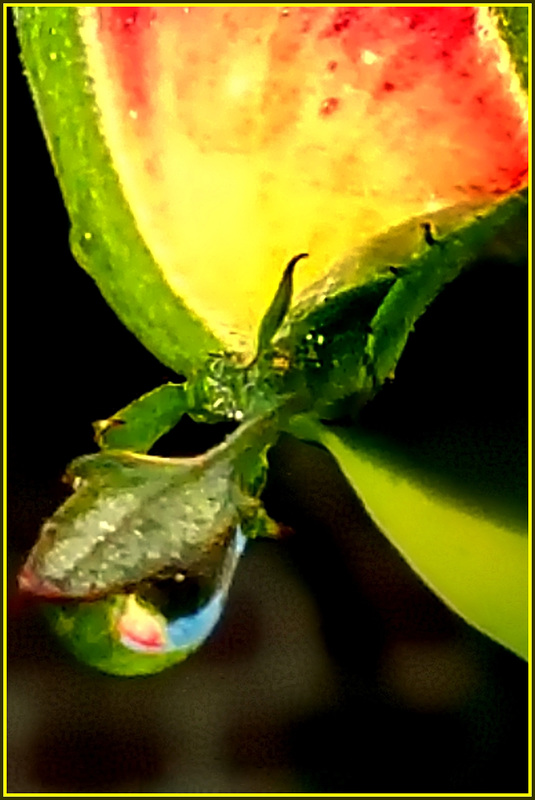 ...de la goutte d'eau sur un bouton de rose