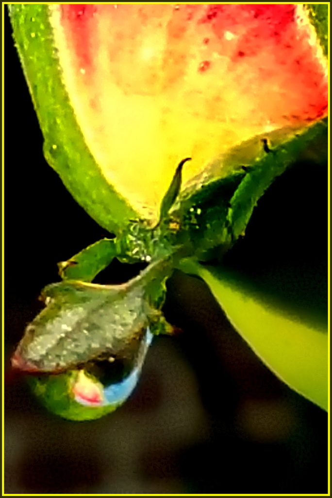 ...de la goutte d'eau sur un bouton de rose