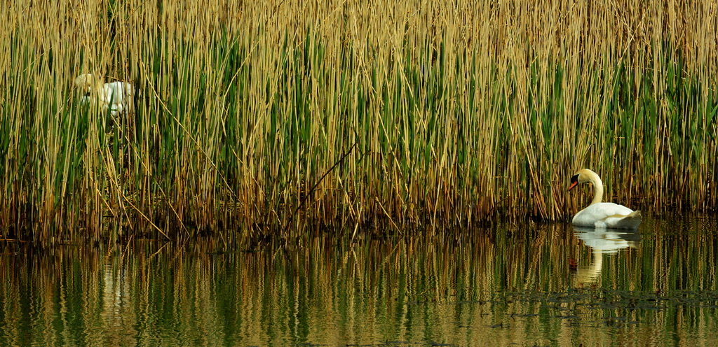 Swan, Reeds and Nest. Killingworth Lake