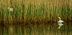 Swan, Reeds and Nest. Killingworth Lake