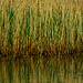 Swan, Reeds and Nest. Killingworth Lake