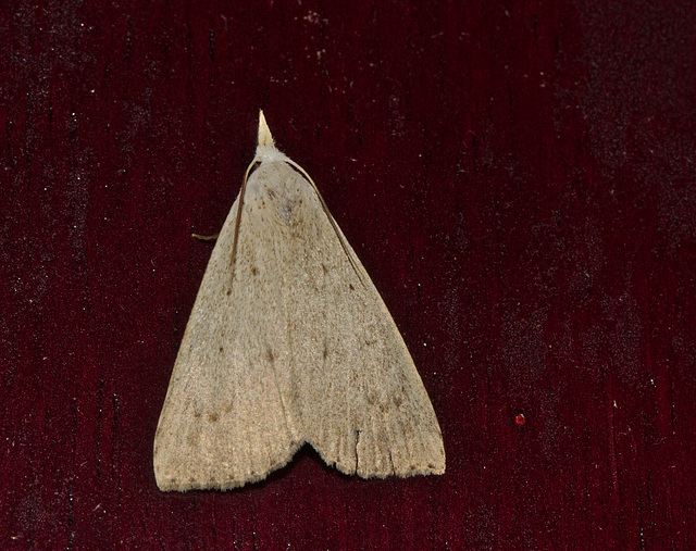 Moth IMG_7107