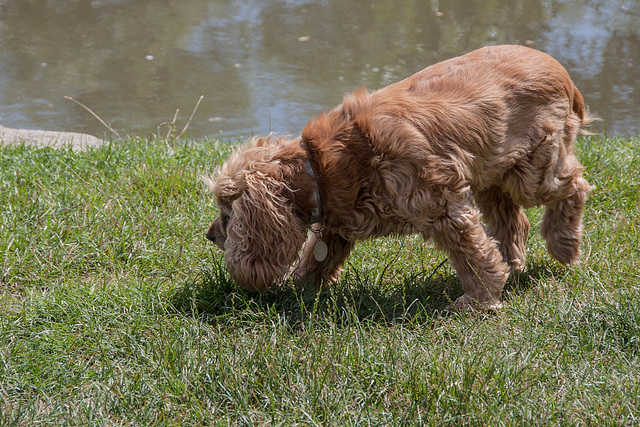 Canal Dog