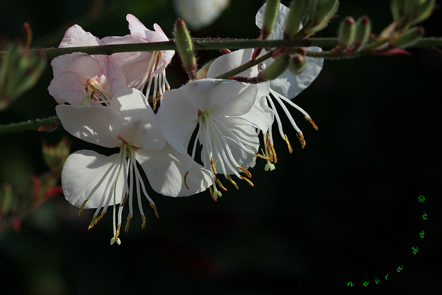 Gaura