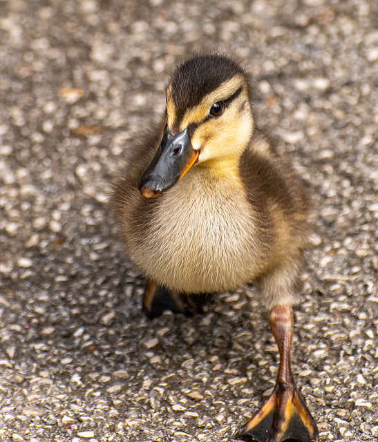 best foot forward