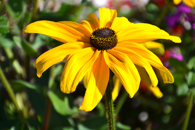 flor amarilla