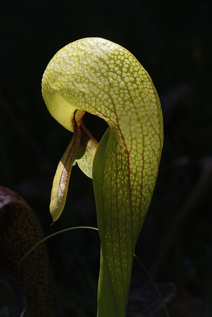 Cobra Lily