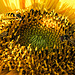 20150706 031PSw [D~RI] Sonnenblume, Gelbbein-Wiesenschwebfliege, Hainschwebfliege [Winterschwebfliege] (Episyphus balteatus), Rinteln