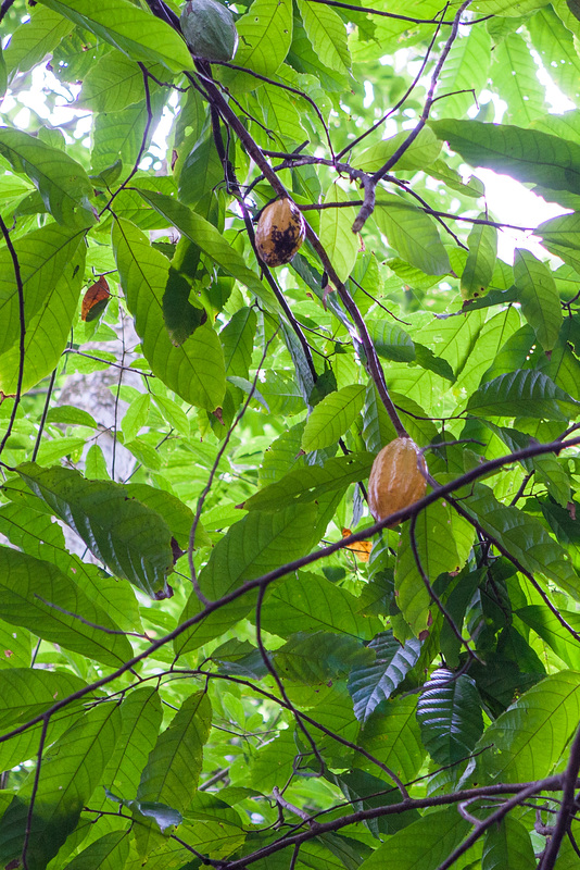 Amazonas-0649